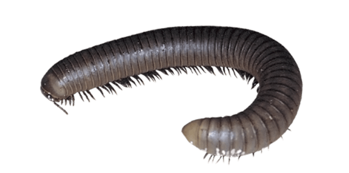 Millipedes