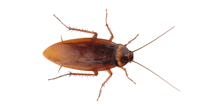 Cockroach