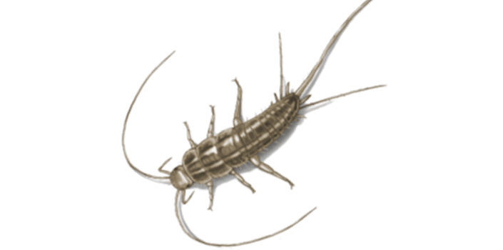 Silverfish